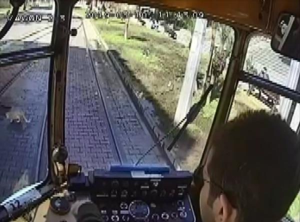 Raylar üzerindeki kedi su içsin diye seferini geciktirdi