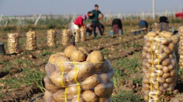 Tanzim satışta 14 bin ton ürün sevkiyatı