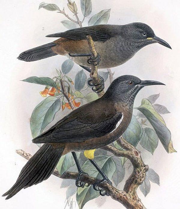 Nesli tükenen Kauai kuşunun son şarkısının hikayesi