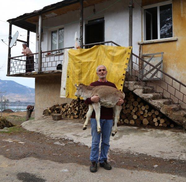 Kışın doğan buzağıları evinde besliyor