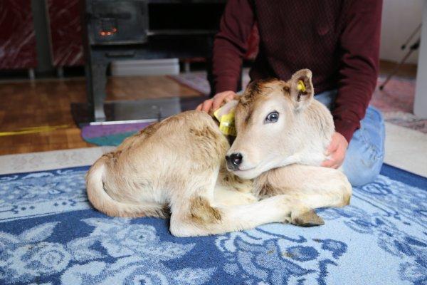 Kışın doğan buzağıları evinde besliyor