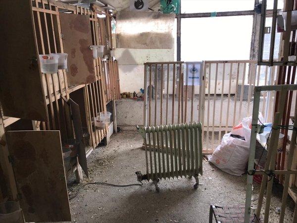 Van'da horoz dövüşü operasyonu