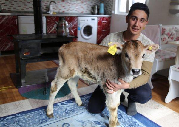 Kışın doğan buzağıları evinde besliyor