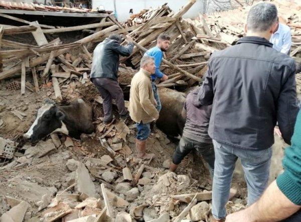 Depremde ahır çöktü, inekler enkaz altında kaldı