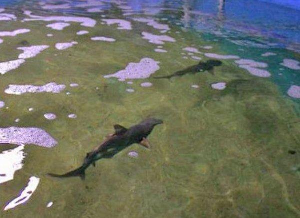 ABD'de bir kişi, internetten köpek balığı satmaya çalıştı