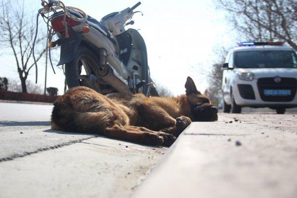 İki çocuk köpeği çalıntı motosikletin arkasına bağladı