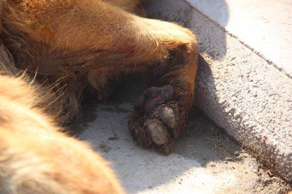 İki çocuk köpeği çalıntı motosikletin arkasına bağladı