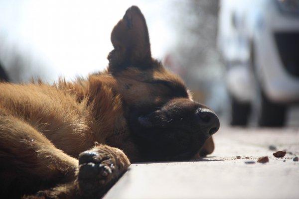 İki çocuk köpeği çalıntı motosikletin arkasına bağladı