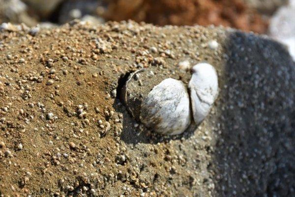 Muş'ta 11 milyon yıllık fosil keşfi