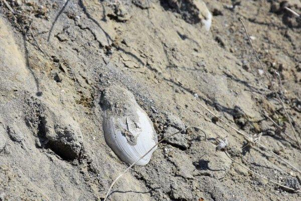 Muş'ta 11 milyon yıllık fosil keşfi