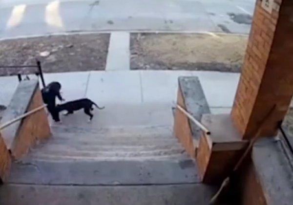 Çocuklara saldıran pitbullu süpürgeyle kovaladı