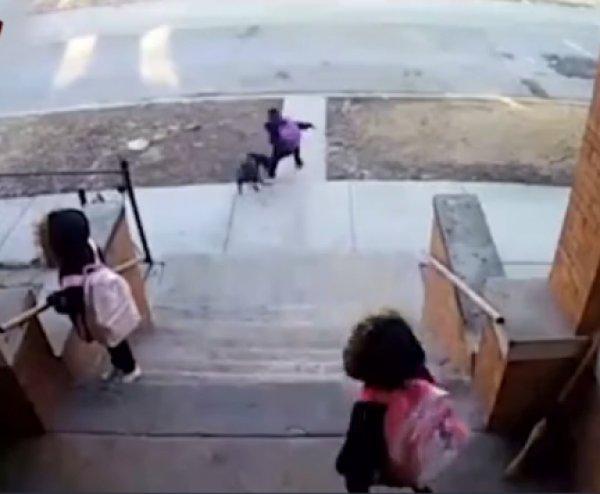 Çocuklara saldıran pitbullu süpürgeyle kovaladı