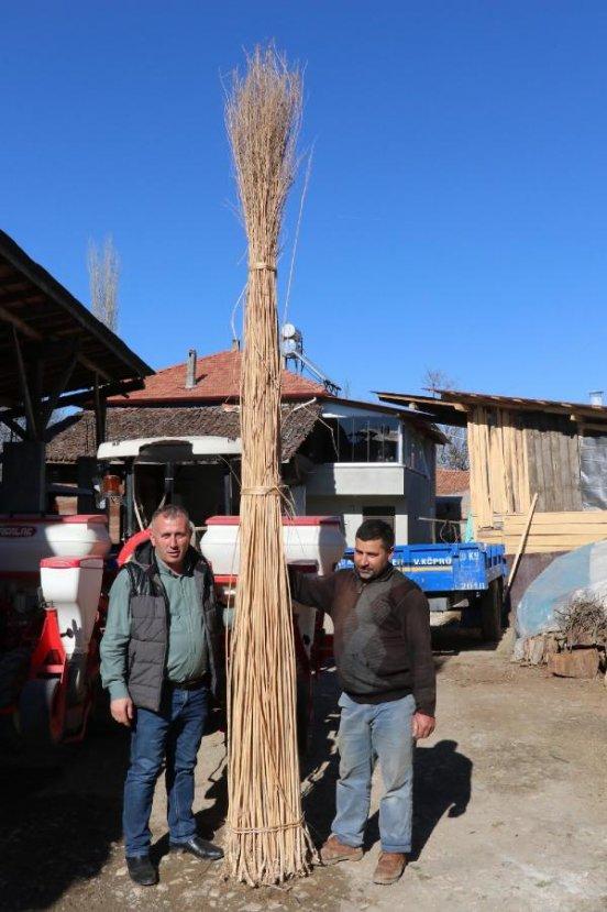 Kenevir tohumu kilo fiyatı 1.000 lira oldu