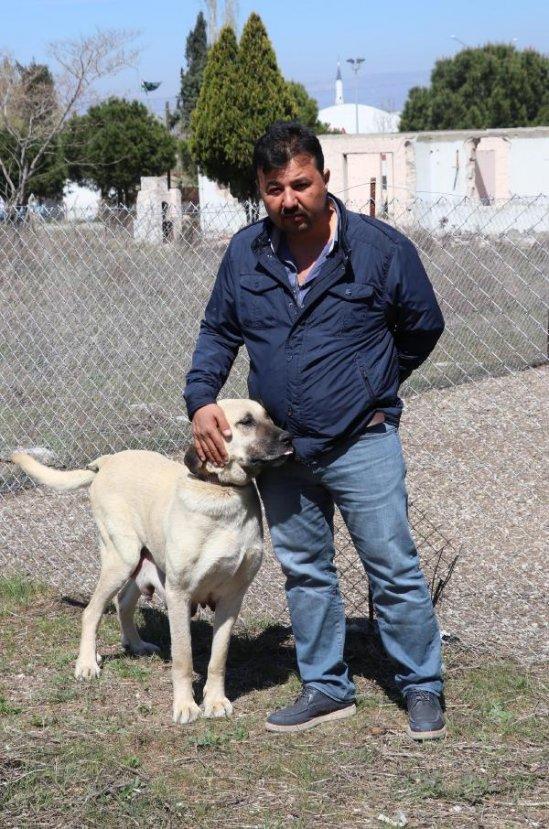 Denizli'de 9 yavru kangal köpek çalındı