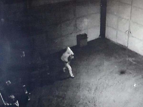 Denizli'de 9 yavru kangal köpek çalındı