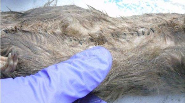 Hapisaneye ölü fare içinde uyuşturucu sokmak istediler