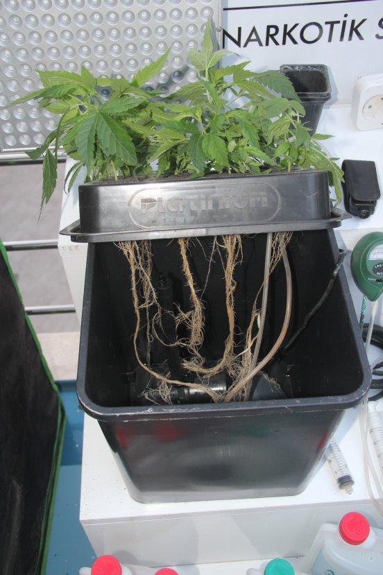 Evinde uyuşturucu serası kurdu, hiçbir masraftan kaçınmadı