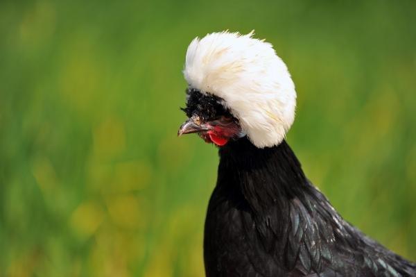 İlginç görünümüyle 'rahibe fizan'