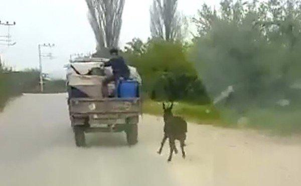 Manisa'da traktörün arkasına eşek bağladılar
