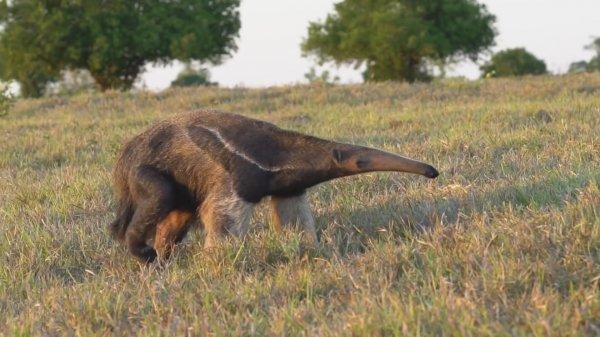 Salvador Dali'nin karıncayiyeniyle fotoğrafı