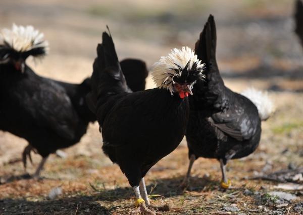 İlginç görünümüyle 'rahibe fizan'