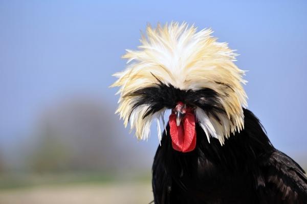 İlginç görünümüyle 'rahibe fizan'