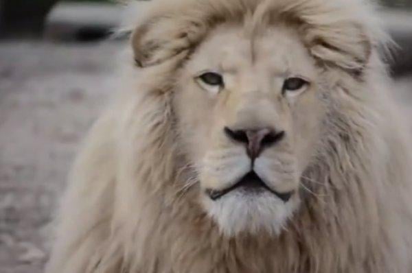 Kırım'da, nadir görülen 2 beyaz aslan doğdu