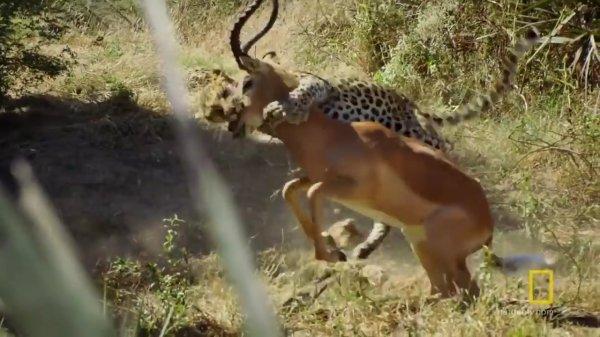 İmpalanın leopara yem olma anı kamerada