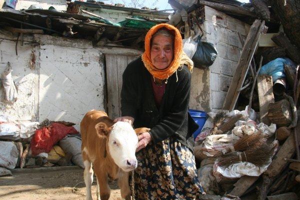 Telef olan ineği için gözyaşı döken Sabiha Nine