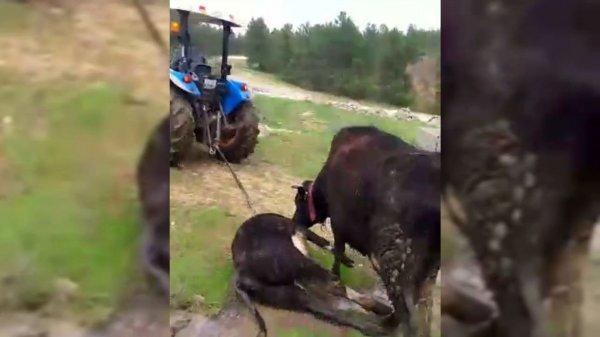 Anne inek ölen yavrusunu götüren traktörün peşinden koştu