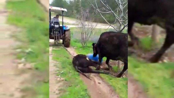 Anne inek ölen yavrusunu götüren traktörün peşinden koştu