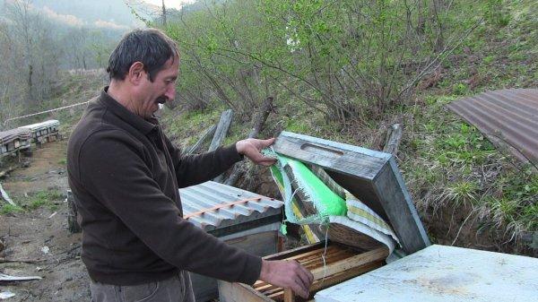 Artvin'de ayı saldırıları köylüleri bezdirdi