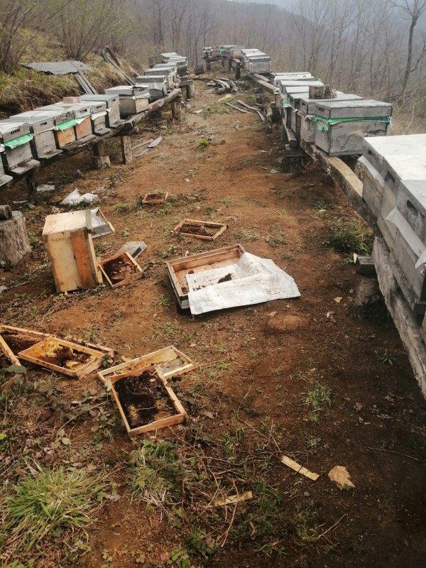 Artvin'de ayı saldırıları köylüleri bezdirdi