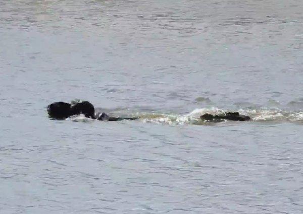 Aslan ve timsaha kafa tutan bufalo savaşı kazandı