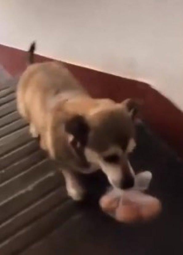 Markete yumurta almaya yollanan köpek