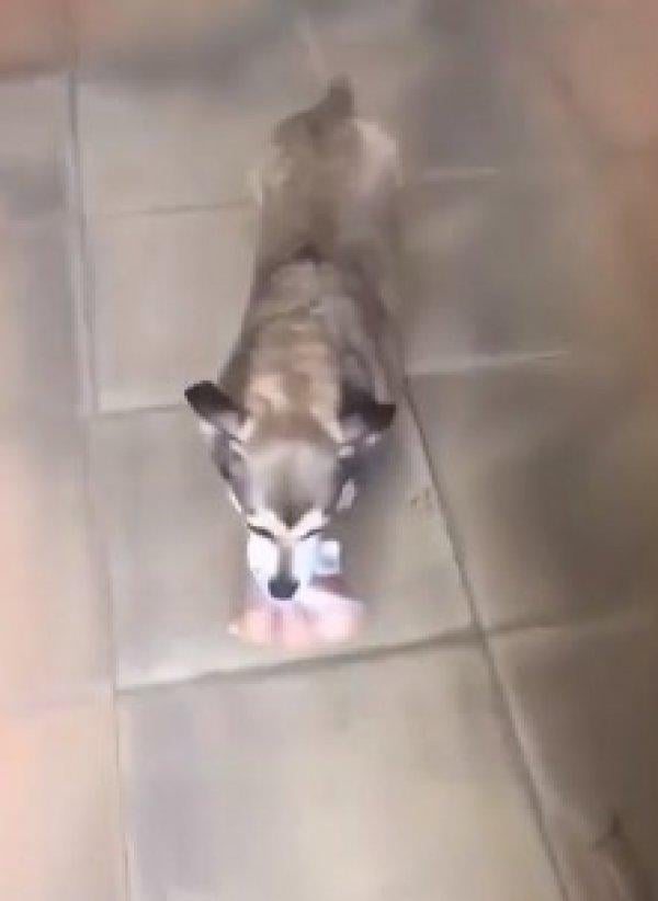 Markete yumurta almaya yollanan köpek