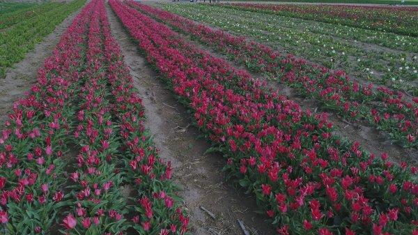 Konya Ovası'nda laleler görsel şölen oluşturdu