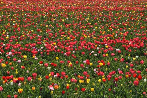 Konya Ovası'nda laleler görsel şölen oluşturdu