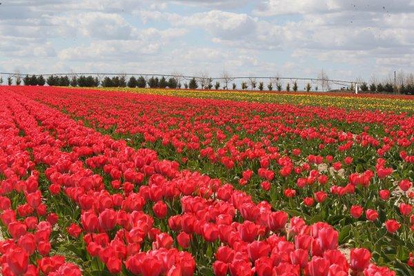 Konya Ovası'nda laleler görsel şölen oluşturdu
