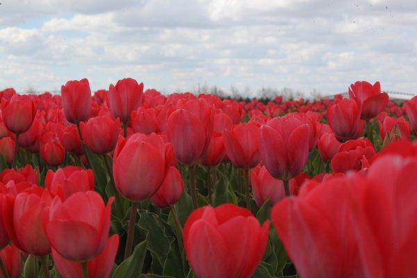 Konya Ovası'nda laleler görsel şölen oluşturdu