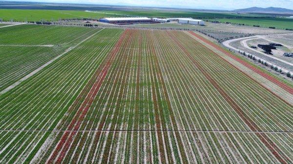 Konya Ovası'nda laleler görsel şölen oluşturdu