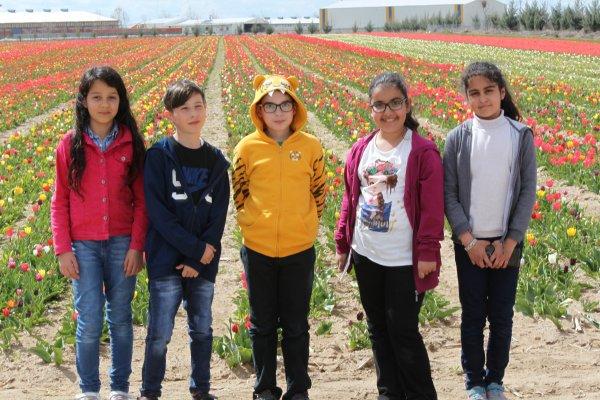 Konya Ovası'nda laleler görsel şölen oluşturdu