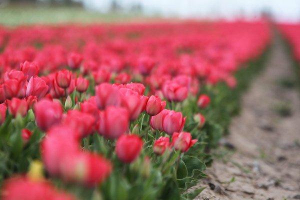 Konya Ovası'nda laleler görsel şölen oluşturdu