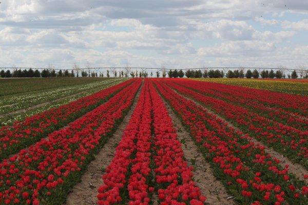Konya Ovası'nda laleler görsel şölen oluşturdu