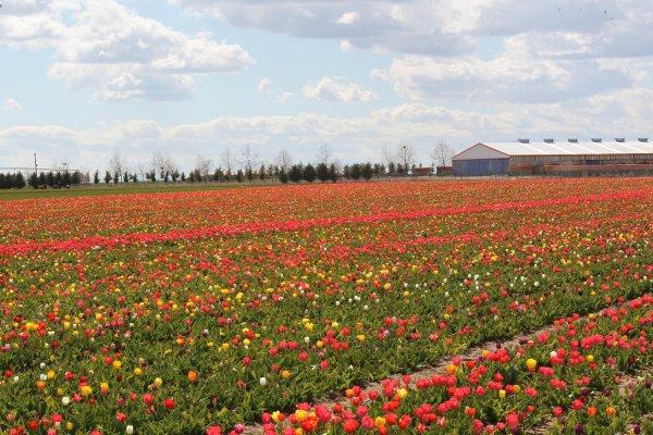 Konya Ovası'nda laleler görsel şölen oluşturdu