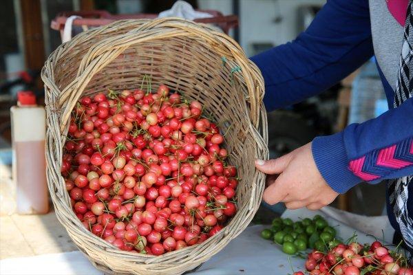 Sezonun ilk kirazı hasat edildi