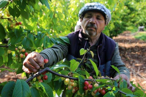Sezonun ilk kirazı hasat edildi