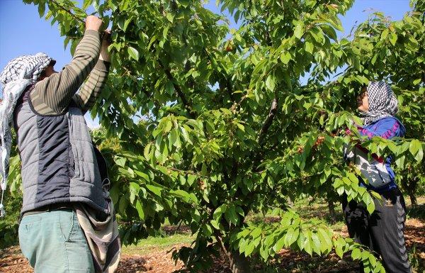 Sezonun ilk kirazı hasat edildi