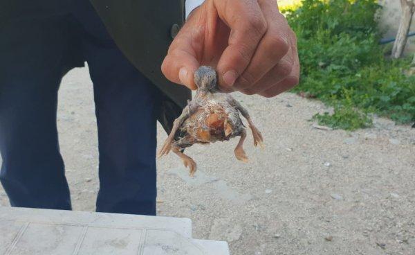 Dört bacaklı civciv bir gün yaşadı