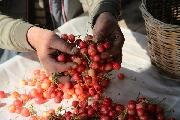 Sezonun ilk kirazı hasat edildi